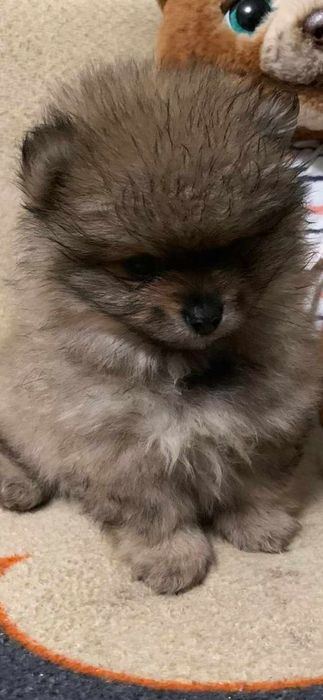 Померанський шпіц