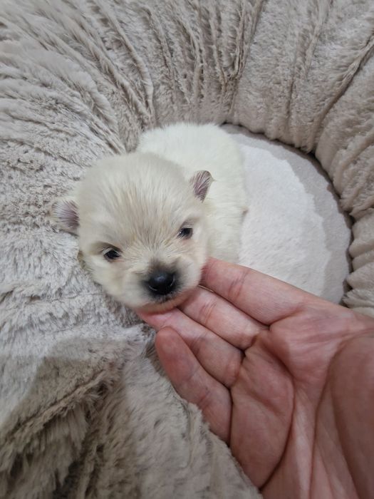 Lulu Pomerânia C/LOP Fêmea Spitz Alemão Anão