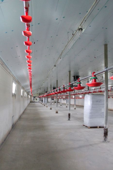 Ocieplenie Termoizolacja Kurnika Obory Chlewni Płyta Styrodur XPS AGRO
