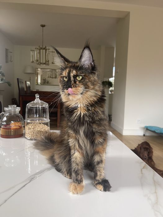 Kotka Maine Coon