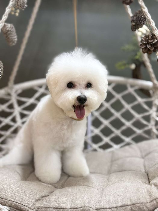 Бишон  фризе  девочки