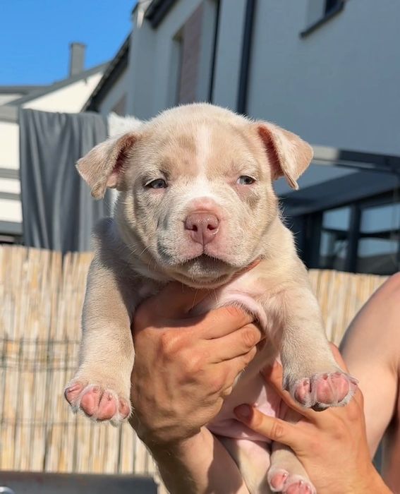 American bully Micro