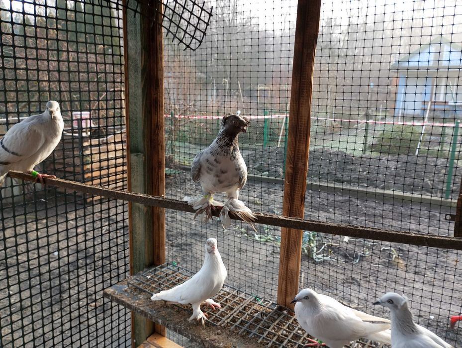 gołebie żałobniki