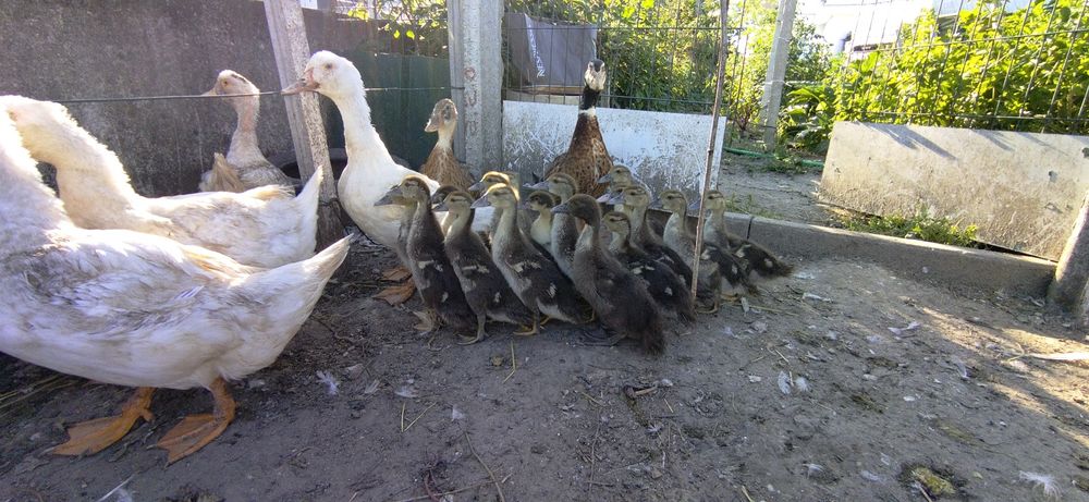 Vendo galos ou frangos também tenho pato real patos Rouen