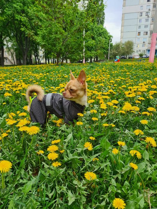 в'язка чіхуахуа, хлопчик.