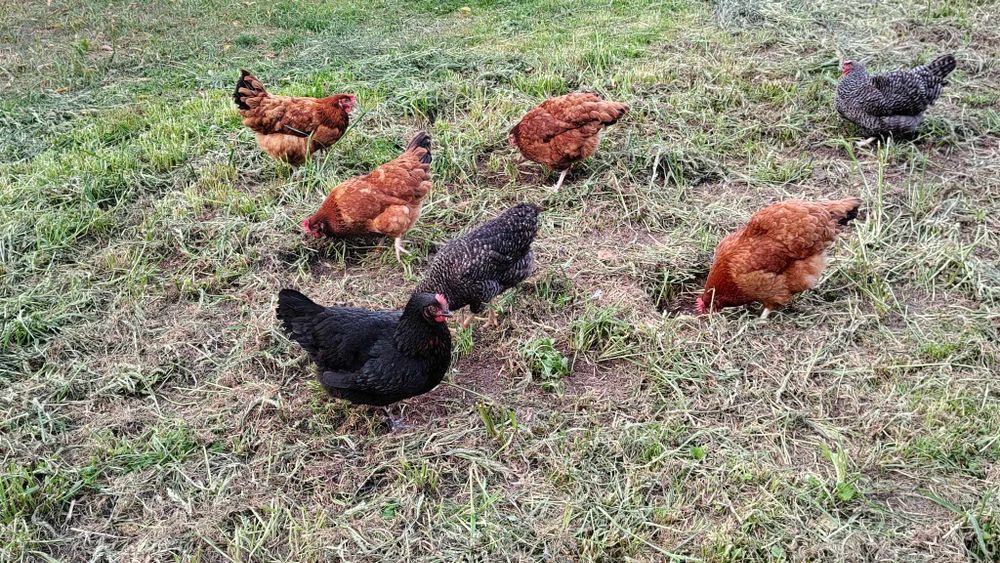 Sprzedaż Odchowanych Kurek Niosek z jajkiem