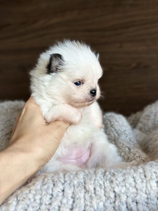POMERANIAN szpic miniaturowy  miś SUNIA  :)