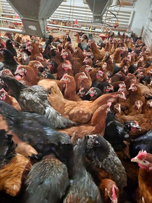 Kury nioski młode zdrowe z jajkiem ! Dominant Zielononóżka !