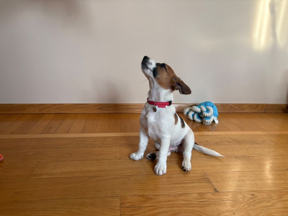 Jack Russell Terrier ZKWP/ FCI