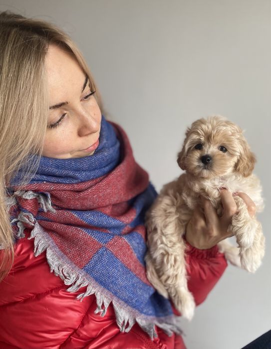 Короткий носик мини малыш Мальтипу Ф1 !!!