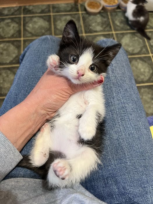 Кошеня киця 1,5 міс
