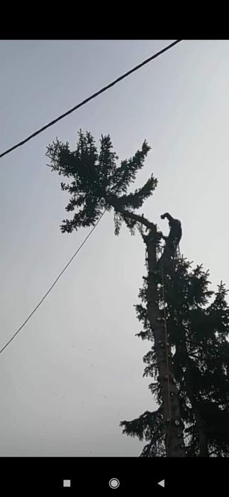 Wycinka drzew, pielęgnacja drzew, pielęgnacja ogrodów. Wlkp.