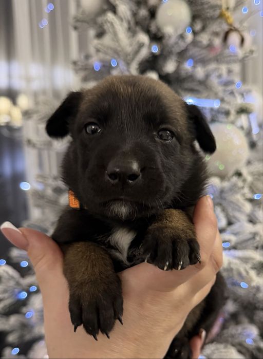 Малінуа. Бельгійська вівчарка