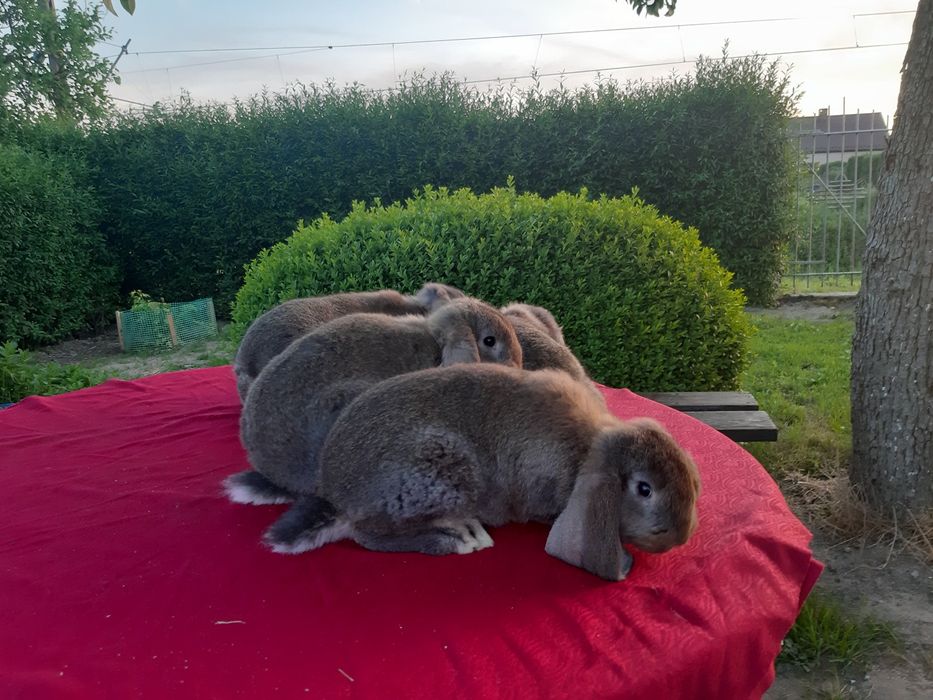 Francuski baran szary