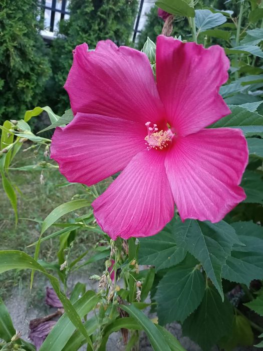 Hibiskus bagienny