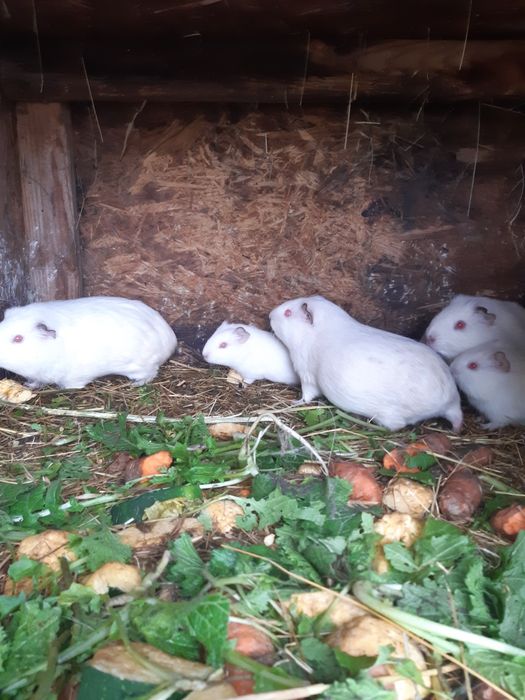 Świnki świnka morskie samiec samczyk