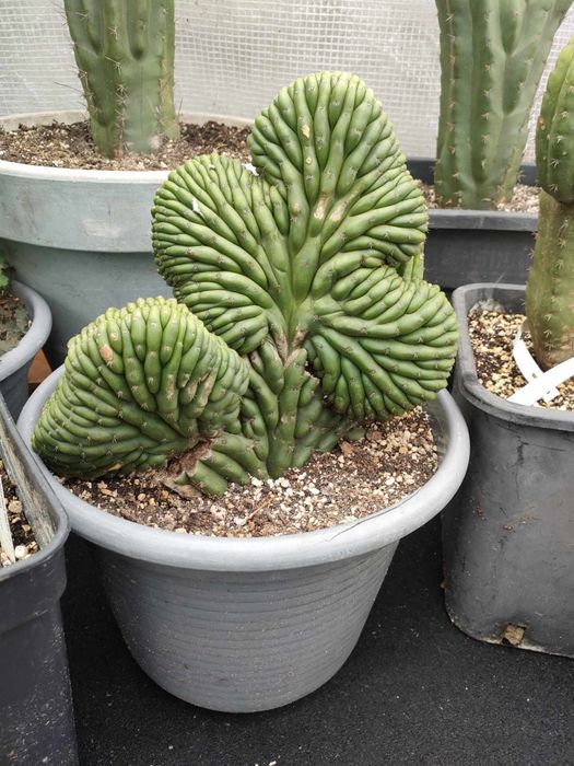 Trichocereus pachanoi crested