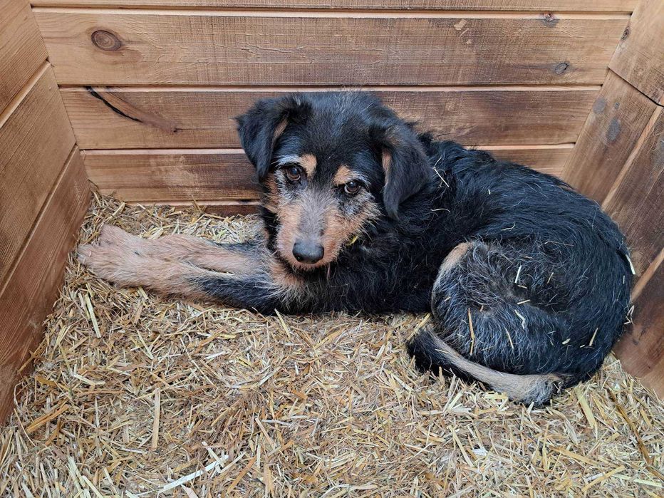 Zibi szuka domu, pies