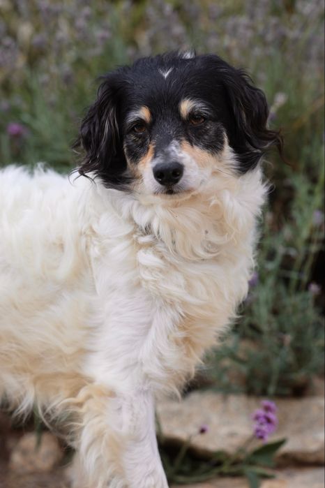 Do adopcji sunia ok 4lata 10kg