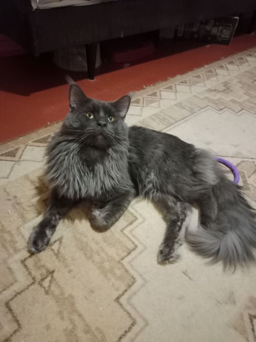 Кіт мейн-кун  2 роки, в'язка