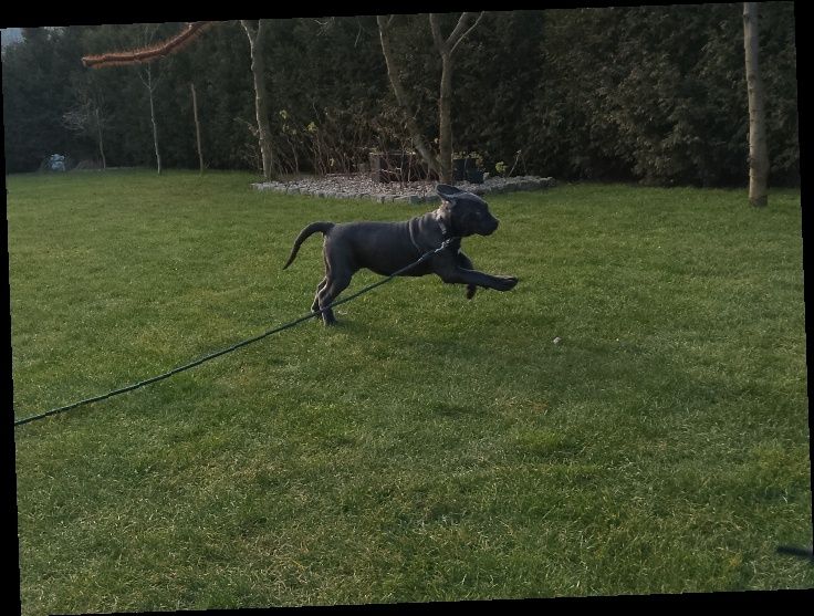 Cane corso Italiano suczka paszport UE
