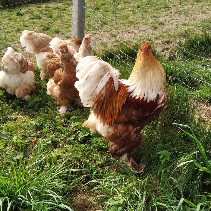 Jaja lęgowe brahma srebrna lawenda kuropatwiana gronostajowa Izabel