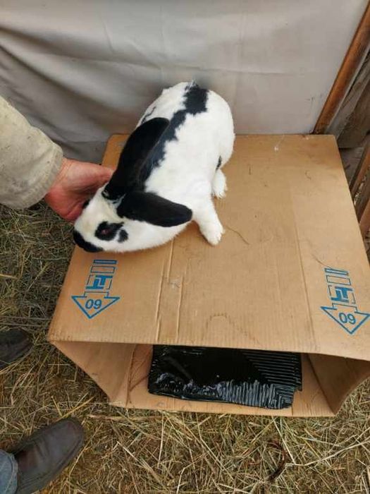 Króliki Belg Srokocz