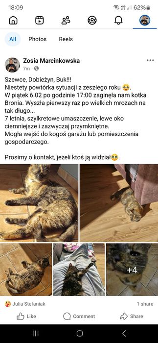 ZAGINĘŁA kotka Szewce k. Buku