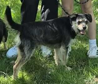 Fuks - mały, szorstkowłosy psiak poleca się do adopcji