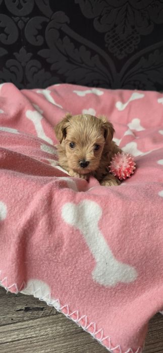 Maltipoo F1 Szczeniaczek Suczka