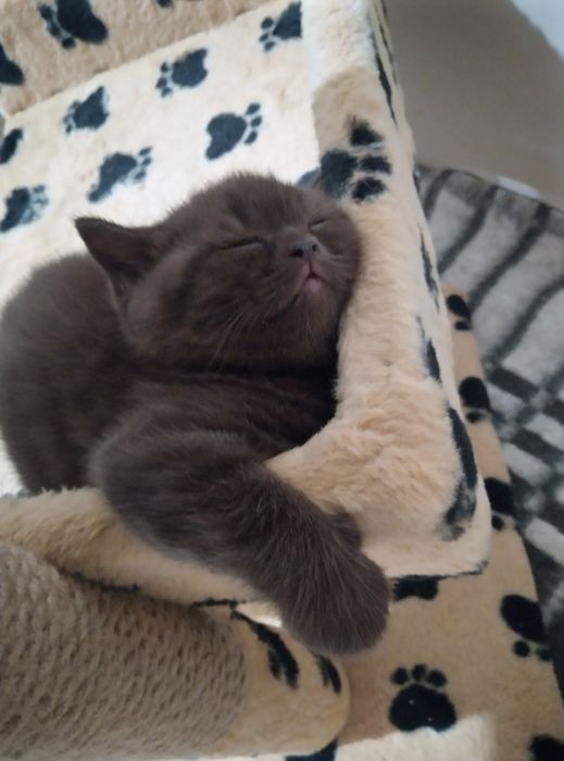 Продам шотландських кошенят