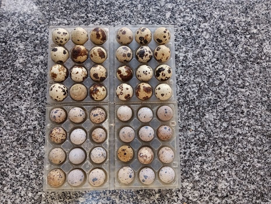 Ovos de codorniz galados