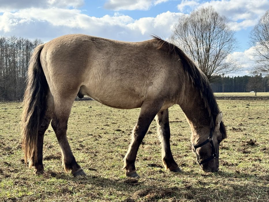 Kucyk konik polski spokojny koń