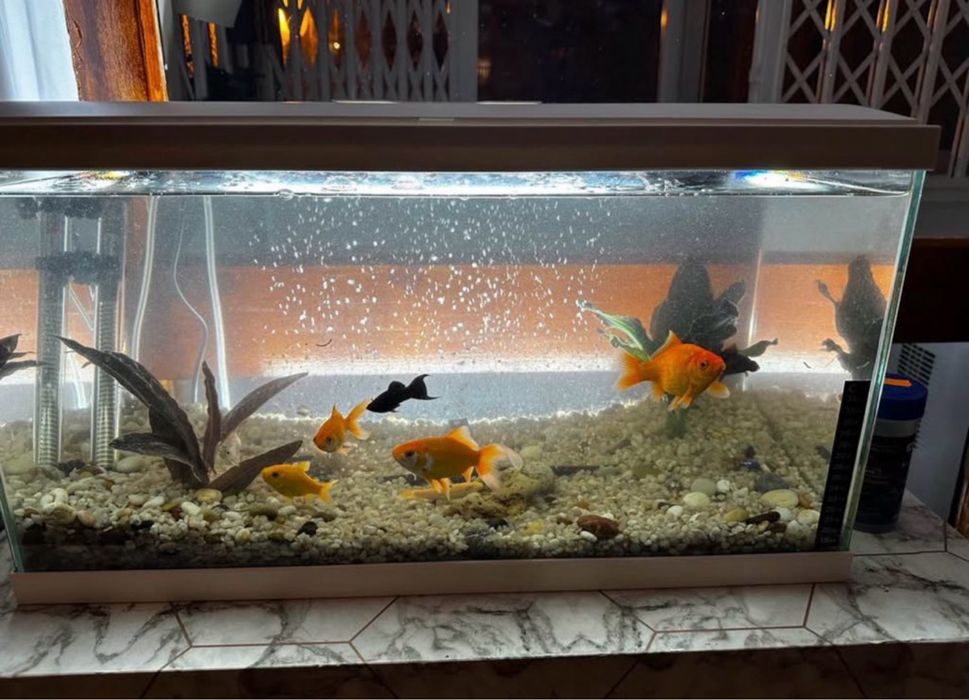 Aquario com peixe