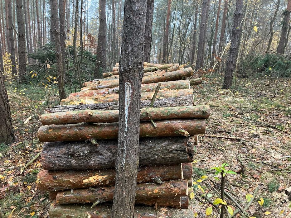 Sprzedam drewno sosnowe.