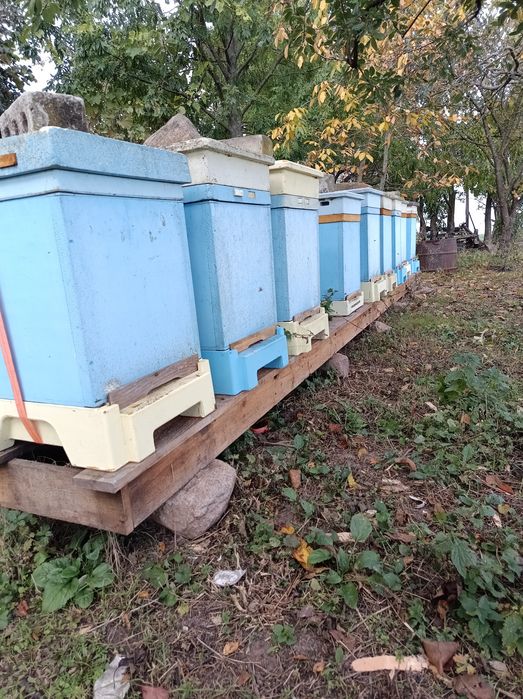 Pszczoły ule warszawskie poszerzane