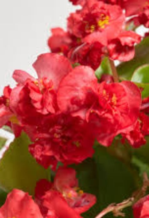 Бегония вечно цветущая махровая красного,розового,белого цвета