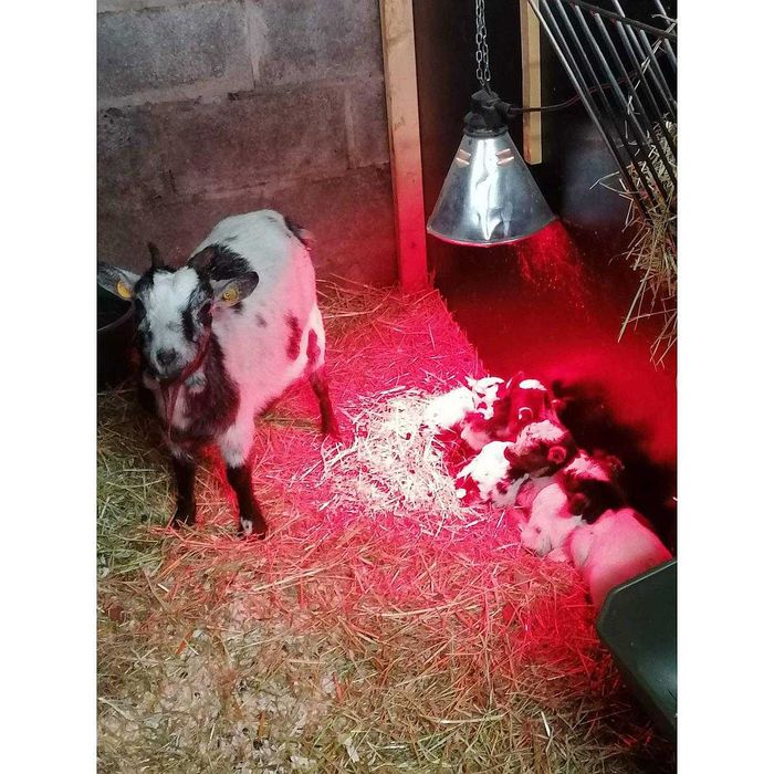 Lampa grzewcza, oprawa, sztuczna kwoka promiennik czerwony ZESTAW