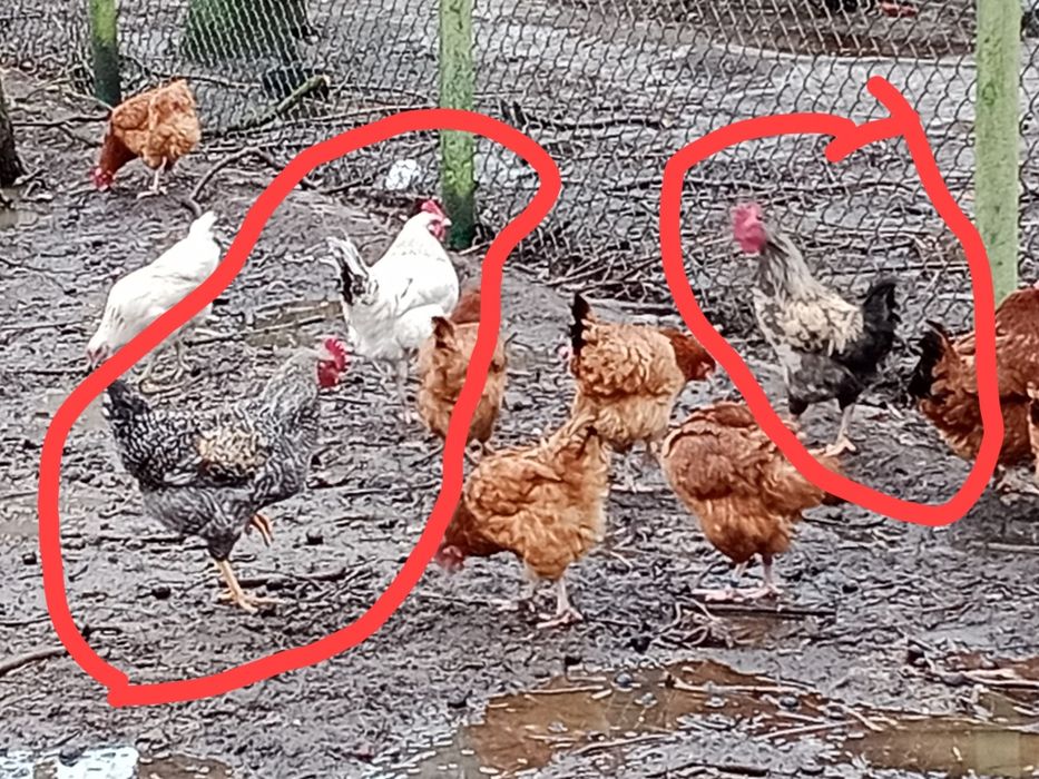 Sprzedam koguty zwykłe