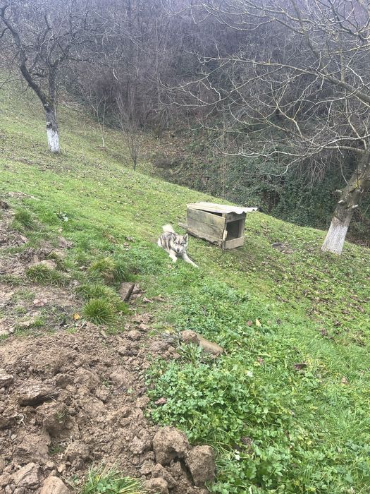 Продома собаку западно сибірську лайку кобель рік і чотири місяці