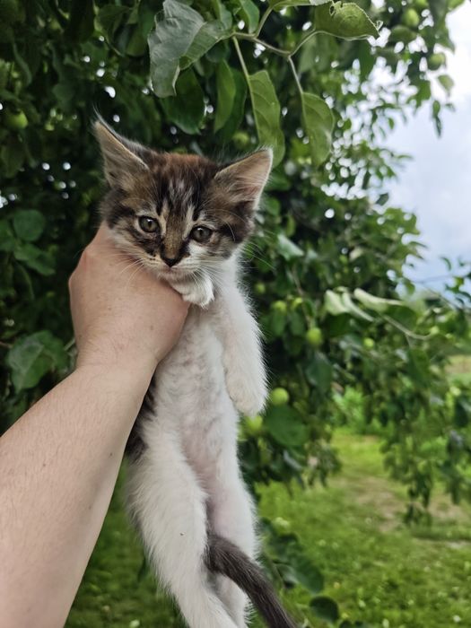 Безкоштовно кошенята
