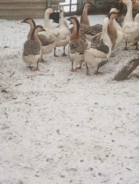 Продам гусей ціна договірна