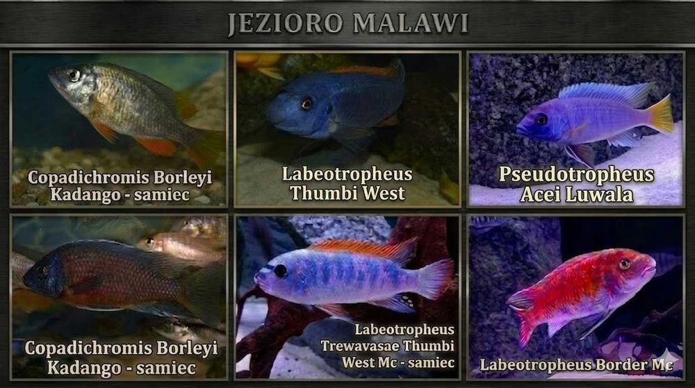 Pyszczaki jezioro Malawi Hodowla Pyszczaków Toruń, Tanganika, Wiktoria