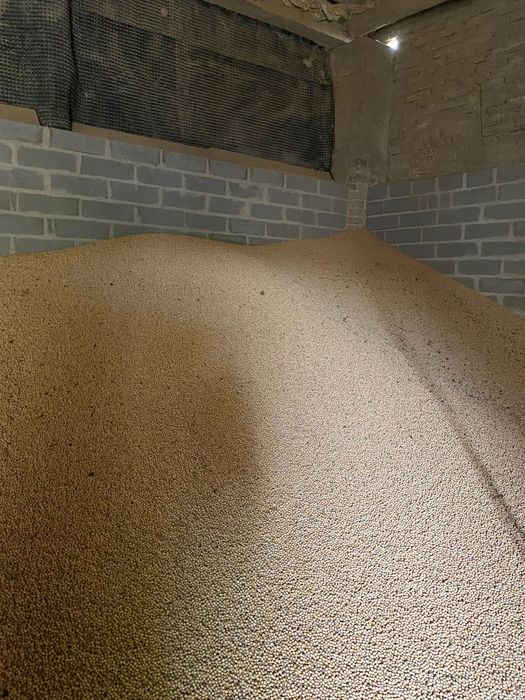 Sprzedam Groch siewny