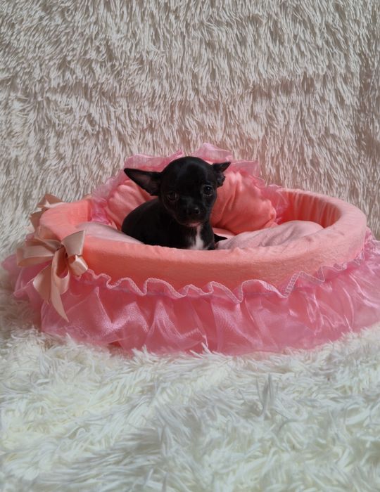 Piękna czarna dziewczynka chihuahua krótkowłosa