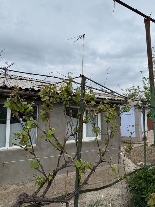 Приватний будинок, хата в селі Шевченково в Миколаєвській області