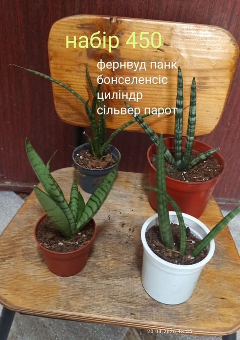 Набори сансевієрій