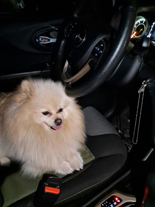 вязка померанського шпица