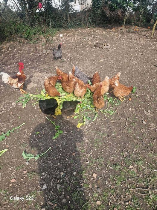 Ovos caseiros  de galinhas criadas o ar livre