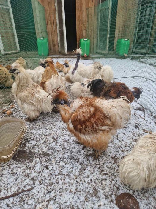 Кури китайські пухові